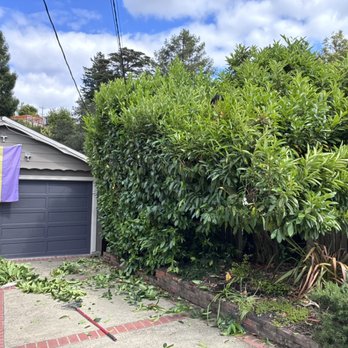 Lozano Tree Care - Hedge trimming - Tree Services Near Me - Pittsburg, California Lozano Tree Care - Hedge trimming - Tree Services Near Me - Pittsburg, California
