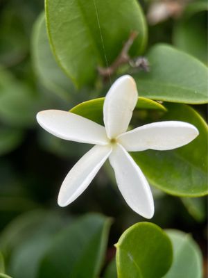 Harry Bridges Memorial Park by null