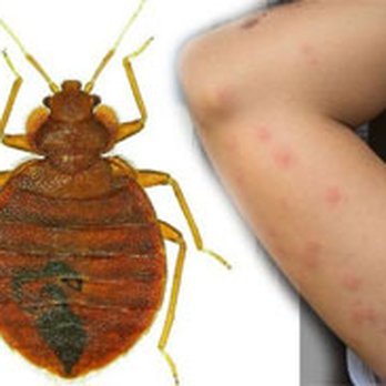 Done Right Pest Control - Pest Control Near Me - Providence, Rhode Island