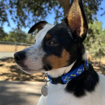 Joybound People & Pets - Animal Shelters Near Me - Walnut Creek, California Joybound People & Pets - Animal Shelters Near Me - Walnut Creek, California