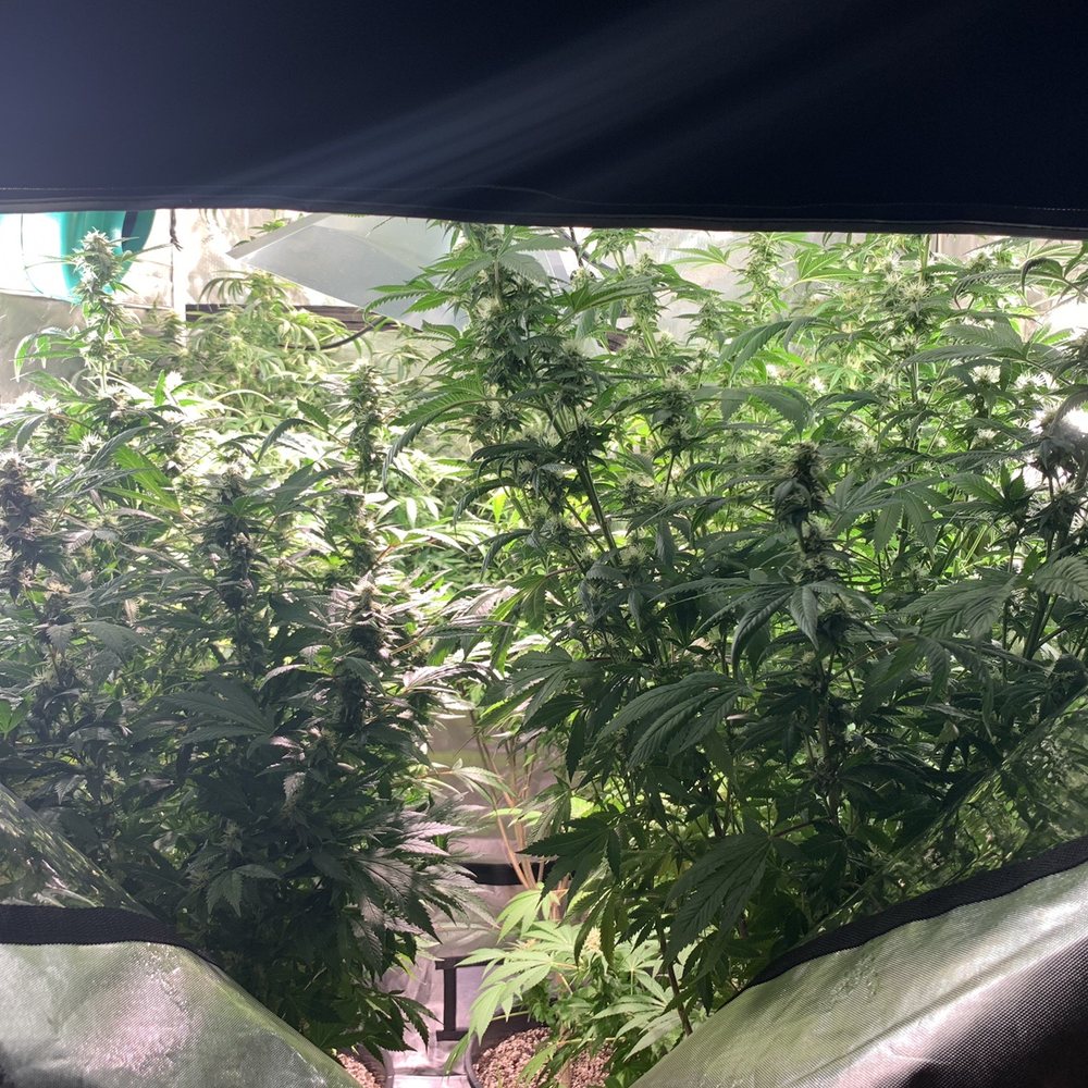 Grow Smart - Hydroponics Near Me - Randolph, Massachusetts