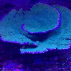 Tidal Zone Maintenance