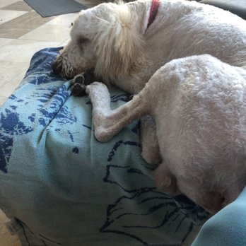 Top Paw Grooming - Pet Groomers Near Me - Tucson, Arizona Top Paw Grooming - Pet Groomers Near Me - Tucson, Arizona