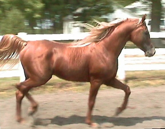 Seth Paulson Arabian Horses - equestrian in Valley, NE