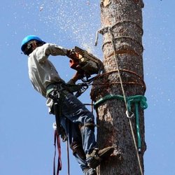 Alexa's Tree Service - untitled