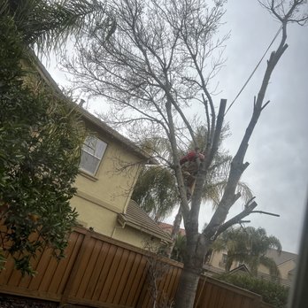 Flores Tree & Landscape - Tree Services Near Me