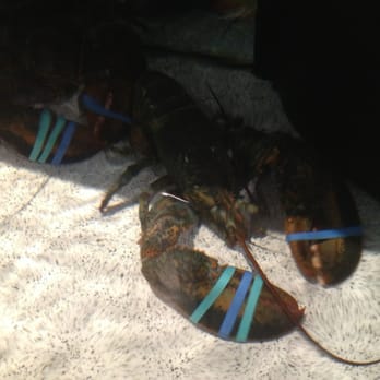 Red Lobster - Pick your lobster ;-) - Seafood Near Me - Visalia, California