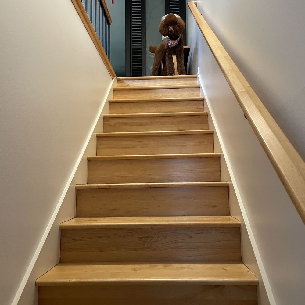 Joyful Pet Grooming - Pet Groomers Near Me - Lake Oswego, Oregon