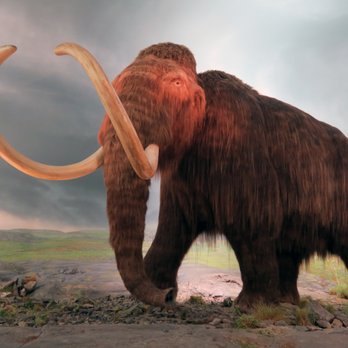 Royal British Columbia Museum - Wooly mammoth replica; plywood, chicken wire, foam, nine muskox hides, fiberglass tusks - Museums Near Me - Victoria, British Columbia Royal British Columbia Museum - Wooly mammoth replica; plywood, chicken wire, foam, nine muskox hides, fiberglass tusks - Museums Near Me - Victoria, British Columbia