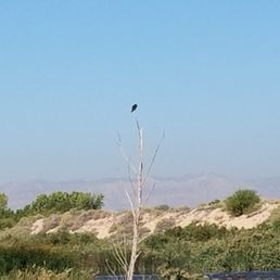 Eagle Eagle