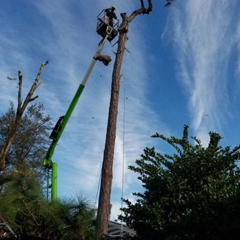 KNC Tree Service - Pine tree removal - Tree Services Near Me KNC Tree Service - Pine tree removal - Tree Services Near Me