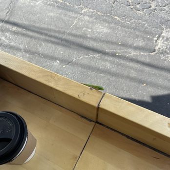 Kona Wave Cafe - Gecko outside - Coffee & Tea Near Me - Kailua-Kona, Hawaii Kona Wave Cafe - Gecko outside - Coffee & Tea Near Me - Kailua-Kona, Hawaii