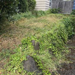 B&A Landscaping - Side yard that they groomed - very happy with it