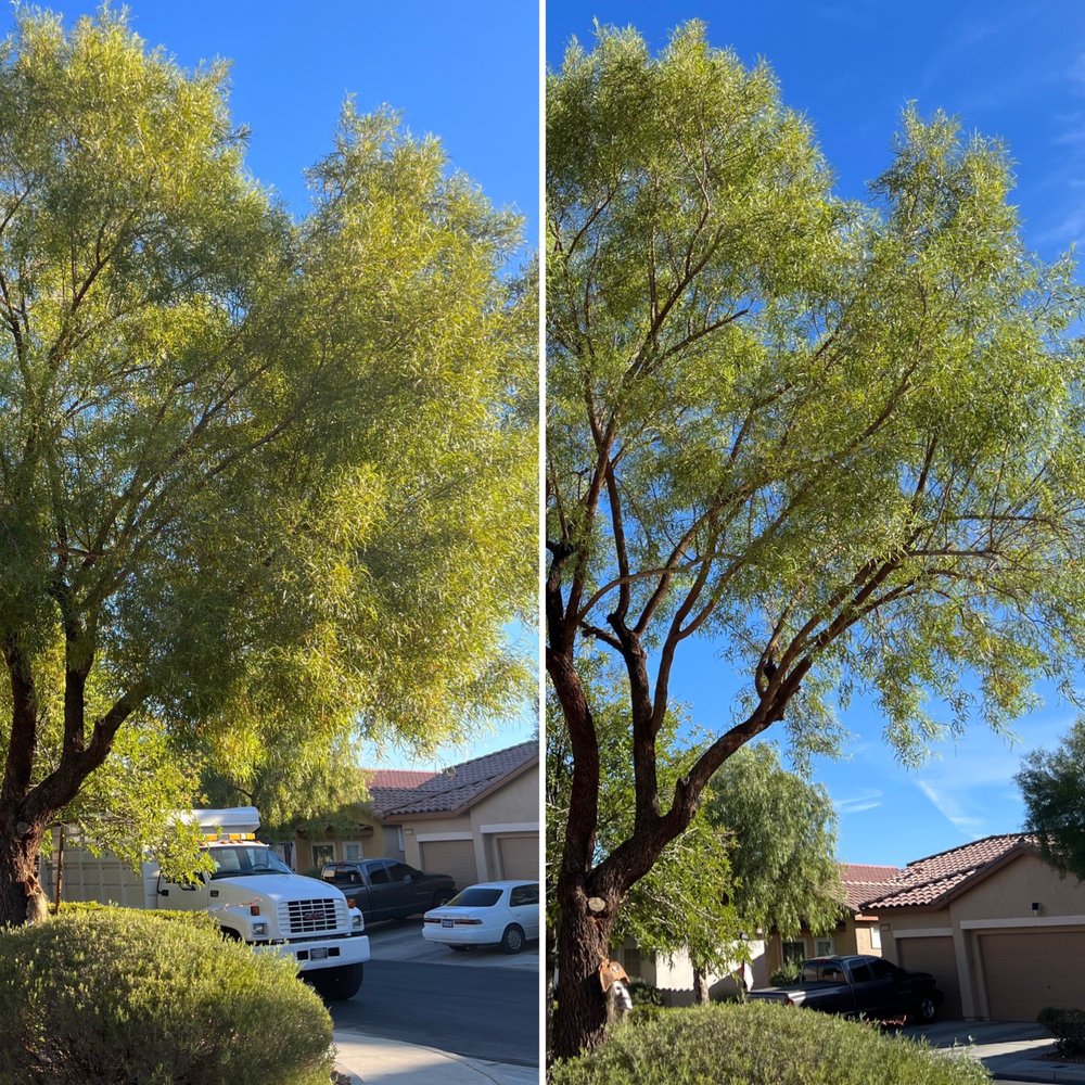 WestCo Tree Service - tree service in Henderson , NV