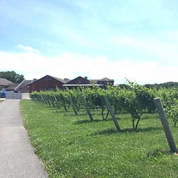 Macari Vineyards - Walking along the vineyard. Estate in the back - Wineries Near Me - Mattituck, New York Macari Vineyards - Walking along the vineyard. Estate in the back - Wineries Near Me - Mattituck, New York