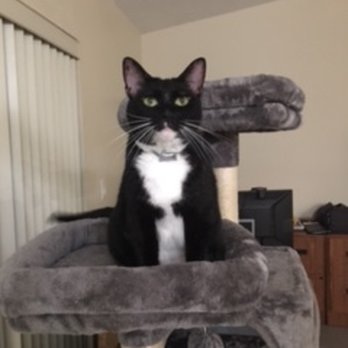 BluePearl - Brandon - Ms. Lucy 2022 - Veterinarians Near Me - Brandon, Florida BluePearl - Brandon - Ms. Lucy 2022 - Veterinarians Near Me - Brandon, Florida