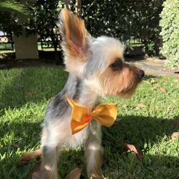Dazzling Pup - Pet Groomers Near Me - San Gabriel, California