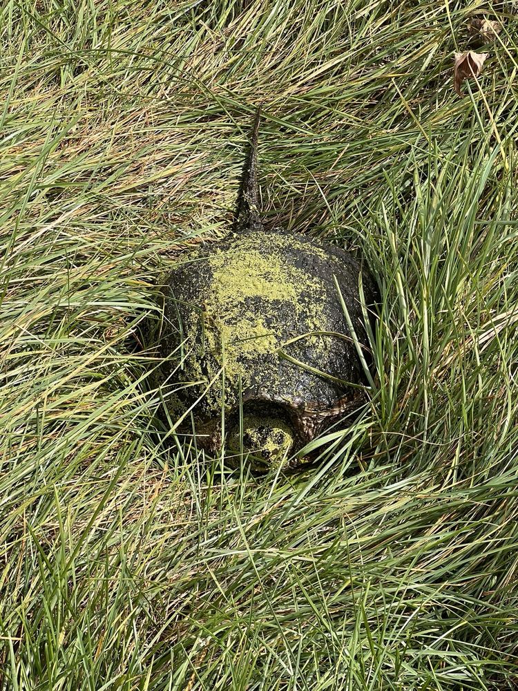 Glenbrier Golf Course & Driving Range Logo
