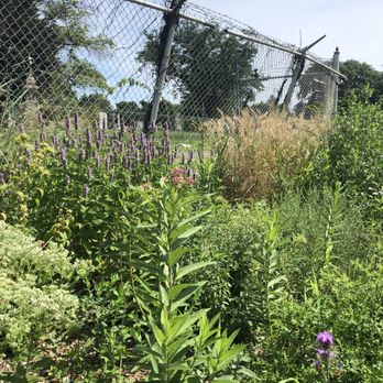 Good Host Plants - Nursery demo garden - Nurseries & Gardening Near Me - Philadelphia, Pennsylvania