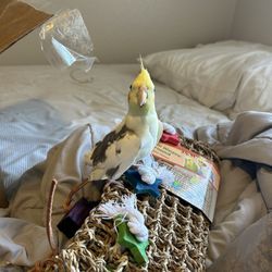 E & J Exotic Birds - cockatiel