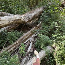 Otter Creek Recreation - Climbing over lots of trees