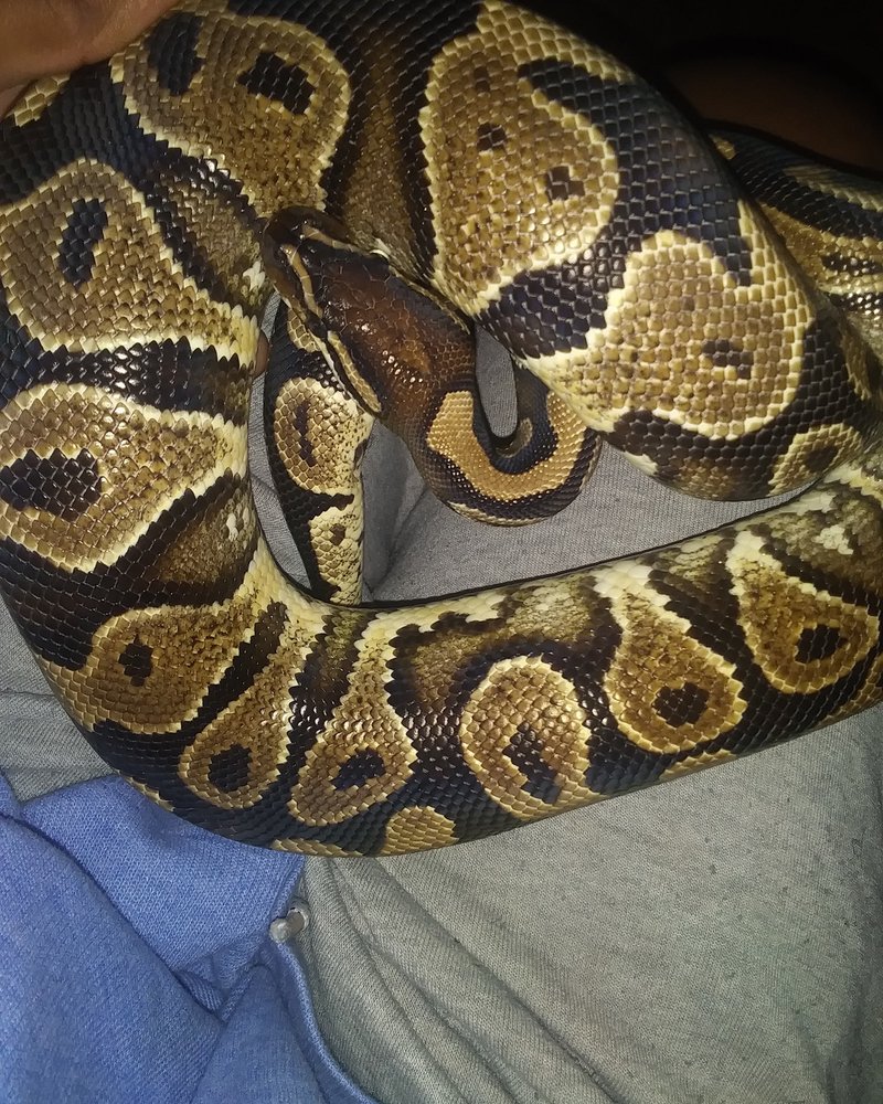 Miles Exotic Pet Rescue - pet boarding facility in Rochester, NY