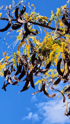 New Mexico State Capitol by null