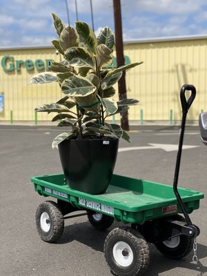 Green Thumb Nursery Canoga Park 224 Photos 152 Reviews Green Thumb Nursery Canoga Park 224