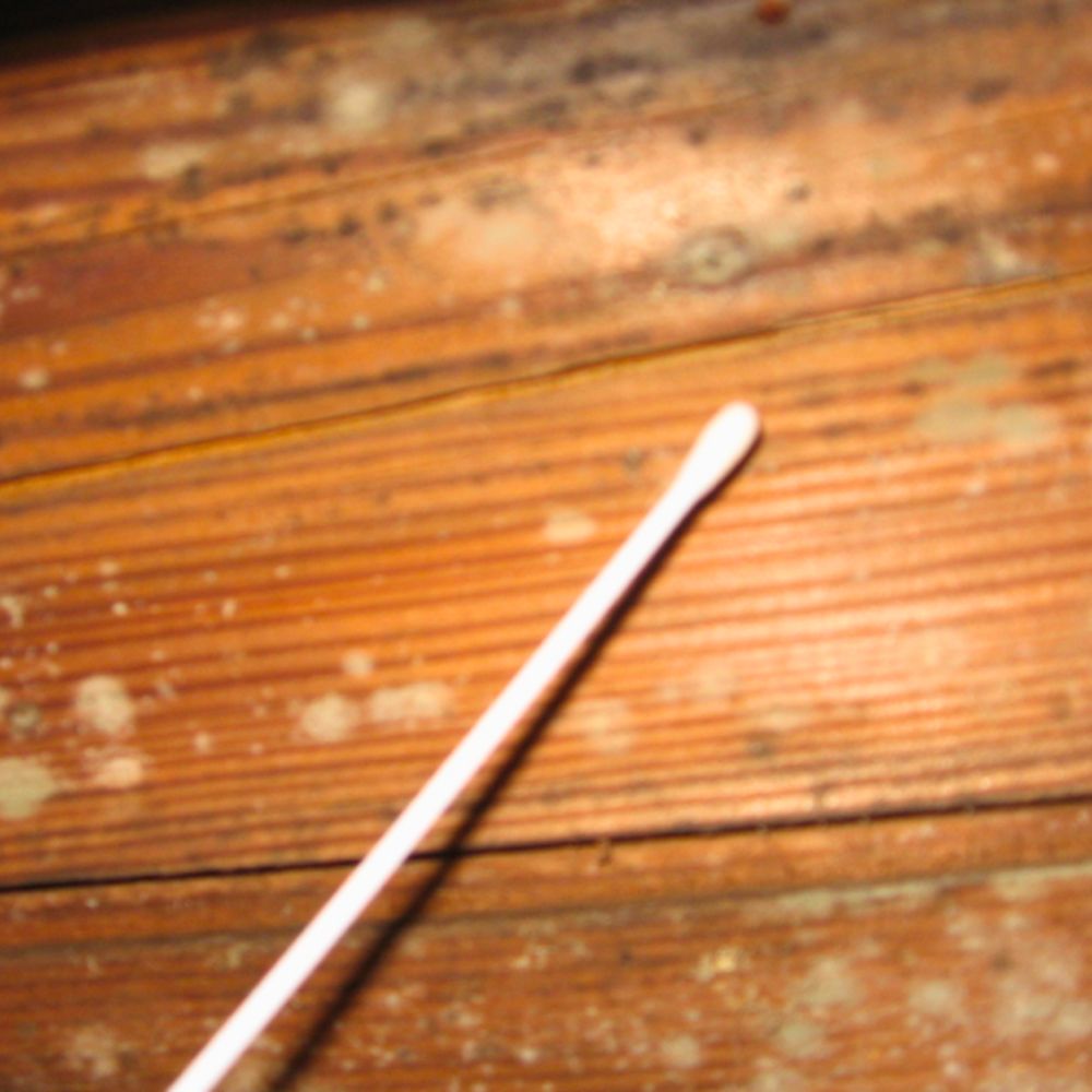 Maryland Biodetection - mold inspector in Baltimore, MD