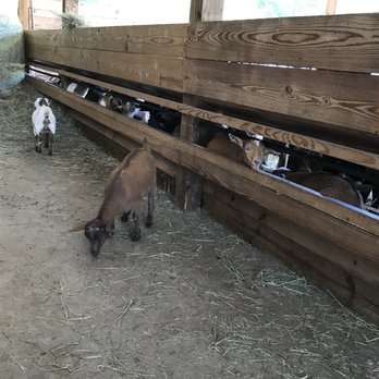 Charmingfare Farm - Zoos Near Me - Candia, New Hampshire