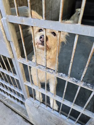 Pasadena Humane by null