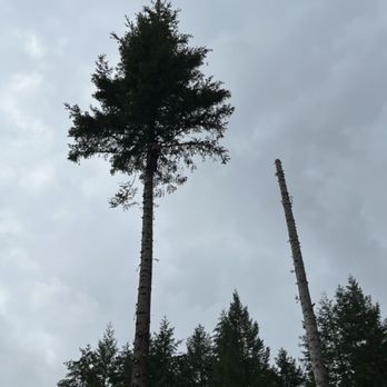 Arbor Barber - One down, one to go. - Tree Services Near Me - Auburn, Washington