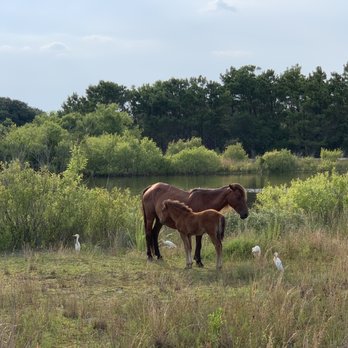 Wild Horse Adventure Tours - Wild horses - Tours Near Me - Corolla, North Carolina Wild Horse Adventure Tours - Wild horses - Tours Near Me - Corolla, North Carolina