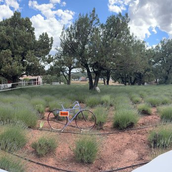 Pine Creek Canyon Lavender Farm - Farms Near Me - Pine, Arizona