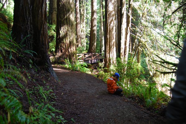 Redwood Adventures by null