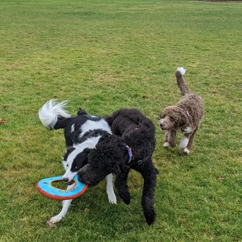 PAWsitive Tailz - Pet Training Near Me - Bothell, Washington