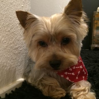 Holistic Veterinary Care - Biscuit Deringer - Veterinarians Near Me - Oakland, California Holistic Veterinary Care - Biscuit Deringer - Veterinarians Near Me - Oakland, California