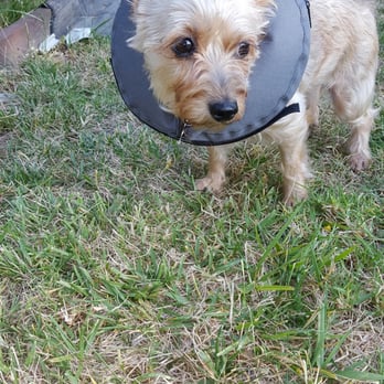 The Sam Simon Foundation - 24 hours after surgery she's fantastic! - Veterinarians Near Me - Culver City, California The Sam Simon Foundation - 24 hours after surgery she's fantastic! - Veterinarians Near Me - Culver City, California