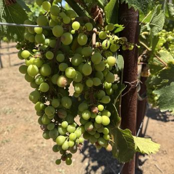 Bernardo Winery - Growing grapes - Venues & Event Spaces Near Me - San Diego, California Bernardo Winery - Growing grapes - Venues & Event Spaces Near Me - San Diego, California