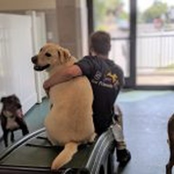 The Paw Pad - Pet Boarding Near Me - Fort Worth, Texas The Paw Pad - Pet Boarding Near Me - Fort Worth, Texas
