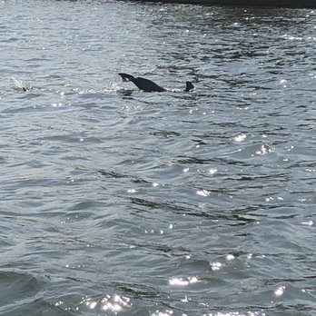Capt Kathe's Boat Tours - Dolphins and Stingrays and more - Boat Tours Near Me - Cortez, Florida