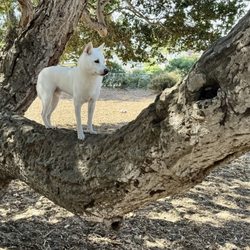 William Pacchetti Dog Park - branch mounted Shiba Inu