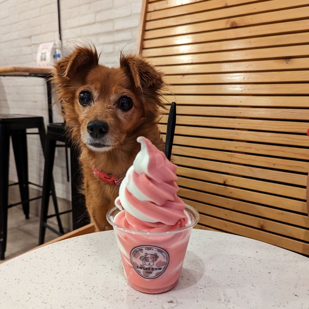 Creamy Melon, $5.75 prior to tax. Cute dog does not come with purchase