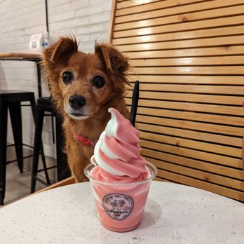 Sweet Cow Cafe - Creamy Melon, $5.75 prior to tax. Cute dog does not come with purchase - Ice Cream & Frozen Yogurt Near Me - Pasadena, California