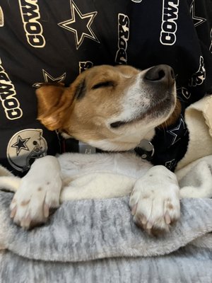 Rufe Snow Animal Clinic