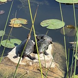 Hastings Lake - Turtle family