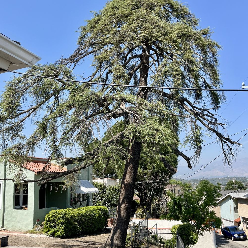 Inexpensive Tree Services - Completely misshapen and uneven. - Tree Services Near Me - Los Angeles, California Inexpensive Tree Services - Completely misshapen and uneven. - Tree Services Near Me - Los Angeles, California