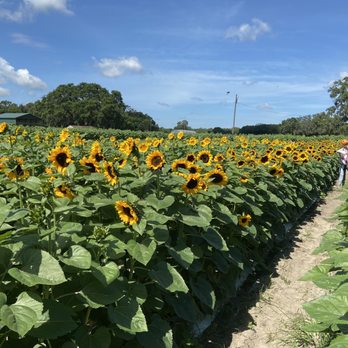 Sweetfields Farm - Farmers Market Near Me - Masaryktown, Florida