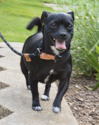 Silver Dog Grooming Salon