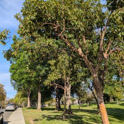 Los Cerritos Park - Trees by the sidewalk